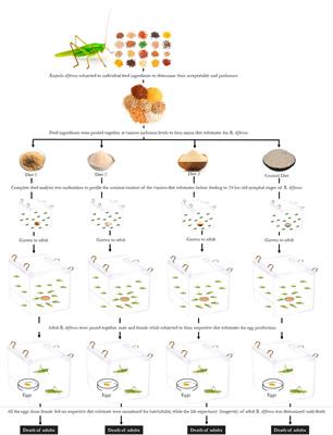 Innovative feedstocks for optimal mass production of the edible long-horned grasshopper, Ruspolia differens